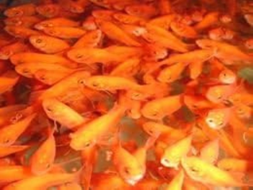 小赤（金魚）500匹 エサ用 金魚すくい用 ※死着埋合わせる有り（領域押さえる）