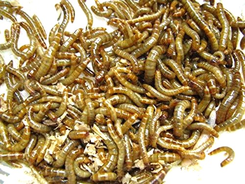 ジャイアントミルワーム（ジャイアントワーム）S大きさ 1kg (約6,000匹入)【生き餌】 ※死着埋めあわせ有り（一画押さえる）ジャイアントワーム 小毛の荒物 ハ虫類 大型魚 活きエサ 生餌 ミルワーム