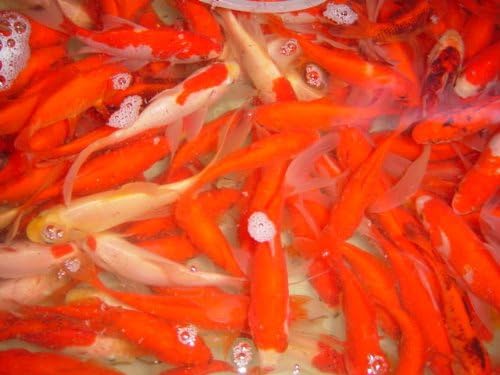 姉赤(別下)Ｌ 100匹  エサ用 金魚すくい用 ※死着埋合わせる有り（領域押さえる）