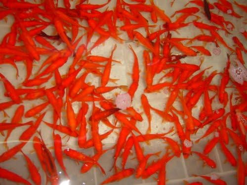 姉赤(別下)S 200匹  エサ用 金魚すくい用 ※死着埋合わせる有り（領域押さえる）