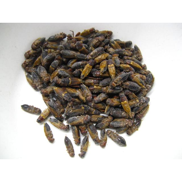 楽天市場】【冷凍】冷凍コオロギ 100匹パック（フタホシコオロギ）（T2