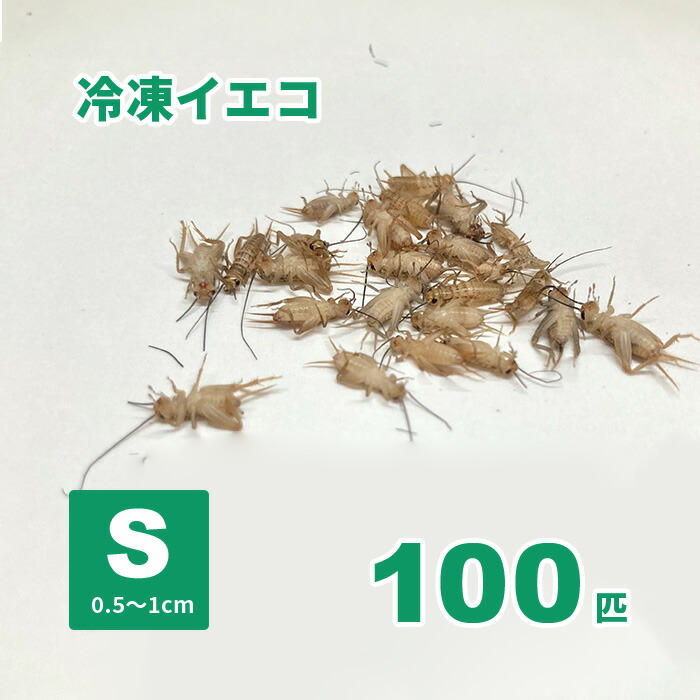 楽天市場】【クール便発送】 冷凍 国産フタホシ黒コオロギ M