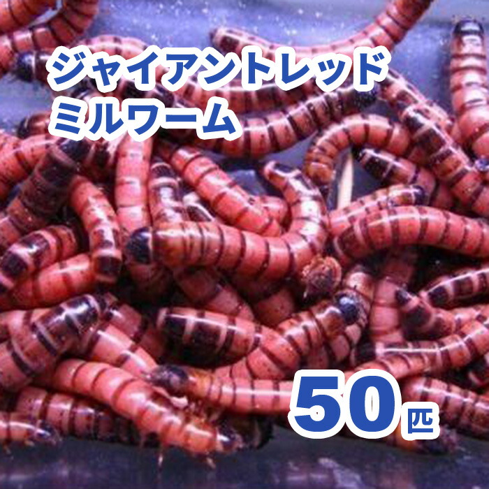 【楽天市場】ジャイアントレッドミルワーム（ジャイアントロイヤルレッドワーム）50匹（活き餌）※死着補償有り(地域限定) 小動物 爬虫類 大型魚 活きエサ 生餌：フィッシュジャパン
