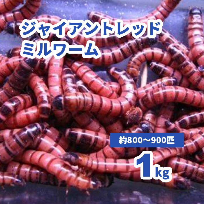 ■巨大な生物 レッドミルワーム 1kg書き割り (約800‐900匹入) 【書き割り銀行割引・領域押さえる死着埋合わせる有り】 小毛の荒物 ハ虫類 大型魚 活きエサ 生餌 ジャイアントレッドロイヤルワーム 活餌