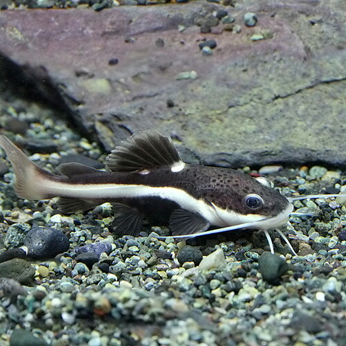 トランスルーセントグラスキャット　５cm± ３０匹（保障＋３匹） トランスルーセントグラスキャットの飼育法（水質・餌・混泳・大きさ等