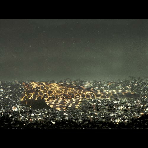 市場 熱帯魚 セルフィンプレコ 1点もの ドンキーフェイス