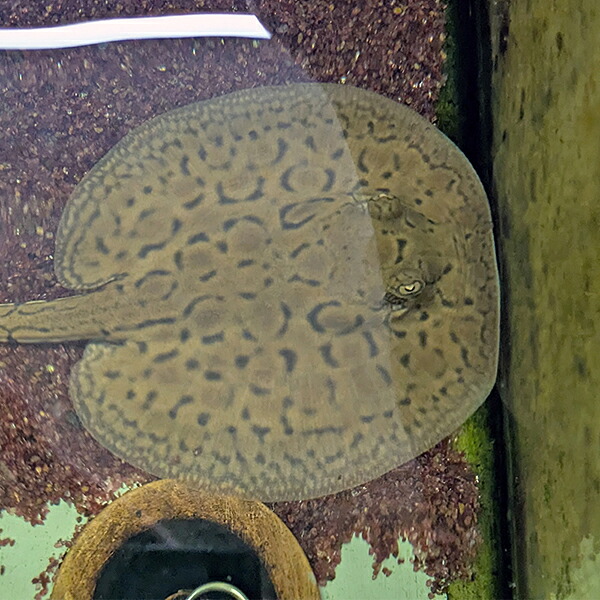 (熱帯魚 生体) サークル モトロ　（ブリード個体）　（円盤約10cm)（１匹） 【水槽/熱帯魚/観賞魚/飼育】【生体】【通販/販売】【アクアリウム/あくありうむ】【小型】