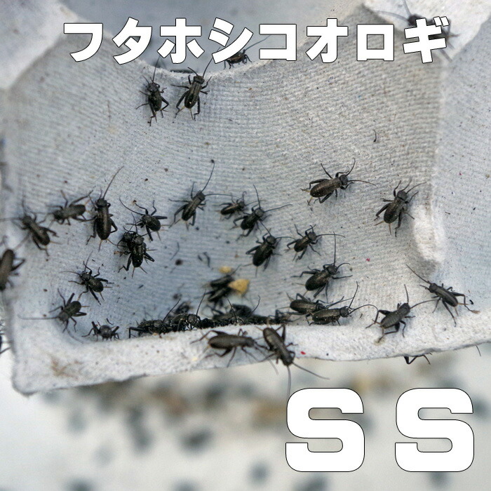 楽天市場】お取り寄せ（3−4営業日） 餌昆虫 フタホシコオロギ Sサイズ 300匹+【代引き不可】【冬季航空便地域発送不可】 活餌 爬虫類 両生類  小動物 : ネオス 楽天市場店