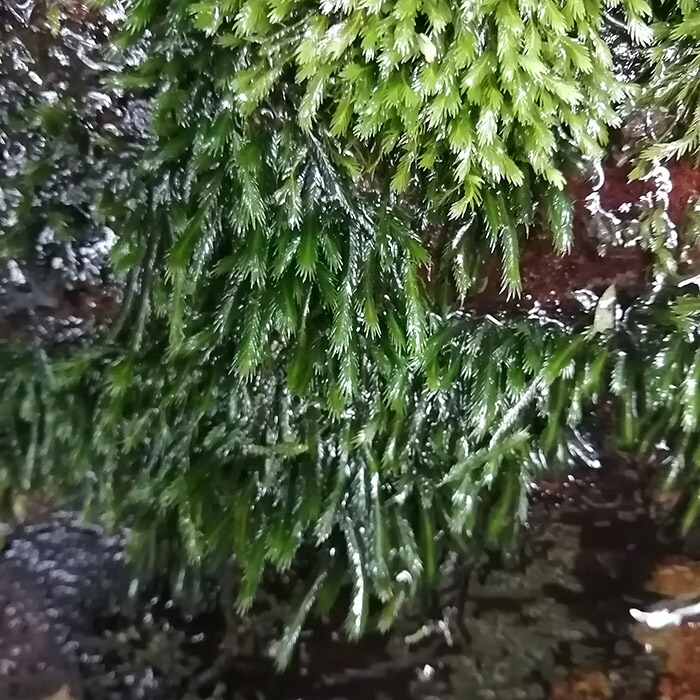 楽天市場】（コケ）ホウオウゴケ【水中葉】 お買い得（小カップ×5個