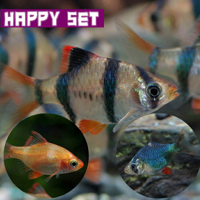 楽天市場】(熱帯魚 生体)オレンジグリッターダニオ （約2cm）（4匹