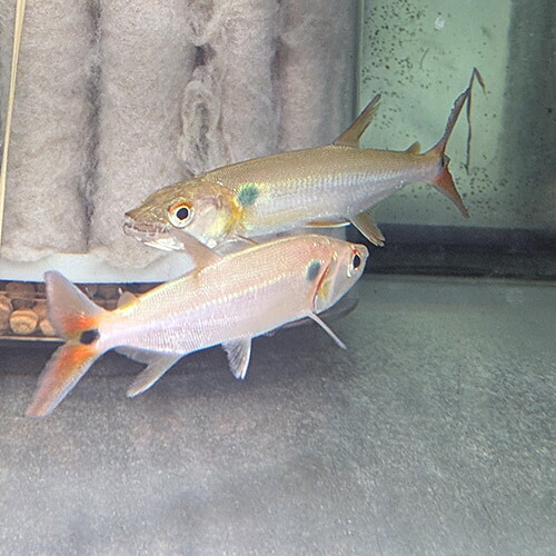 (熱帯魚 生体) レッドフィントーピードパイクカラシン　（約15cm）（１匹）