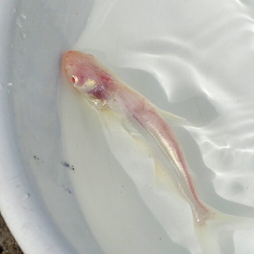 珍種 アルビノ個体 Pangasius conchophilus (約10cm)