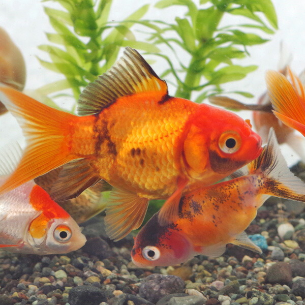 楽天市場】(金魚 生体)ミックス金魚【国産】（約3-5cm）（5匹