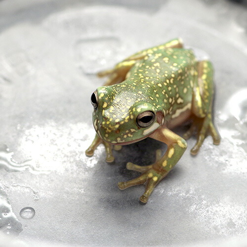 (両生類) スーパースノーフレーク　イエアメガエル　（約２cm）（１匹） 【水槽/熱帯魚/観賞魚/飼育】【生体】【通販/販売】【アクアリウム/あくありうむ】【小型】 8,736円