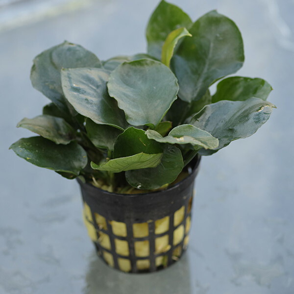 楽天市場】(水草)アヌビアスナナ 白斑 ホワイトマーブル 1POT : ネオス