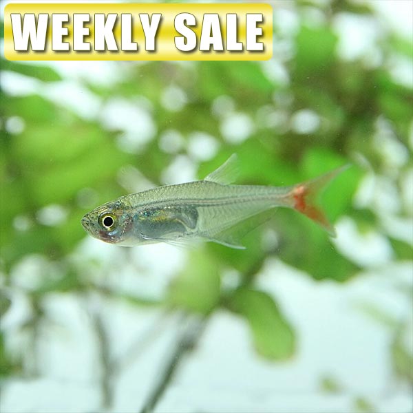 楽天市場】(熱帯魚 生体)( 日替わり限定)クーリーローチ （約４-５cm）（６匹）【水槽/熱帯魚/観賞魚/飼育】【通販/販売】【アクアリウム/あくありうむ】【小型】  : ネオス 楽天市場店