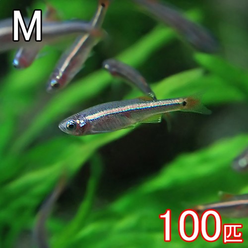 (熱帯魚 生体)アカヒレ（Ｍサイズ　約１.５cm）（１００匹）【水槽/熱帯魚/観賞魚/飼育】【生体】【通販/販売】【アクアリウム/あくありうむ】【小型】｜ネオス 店