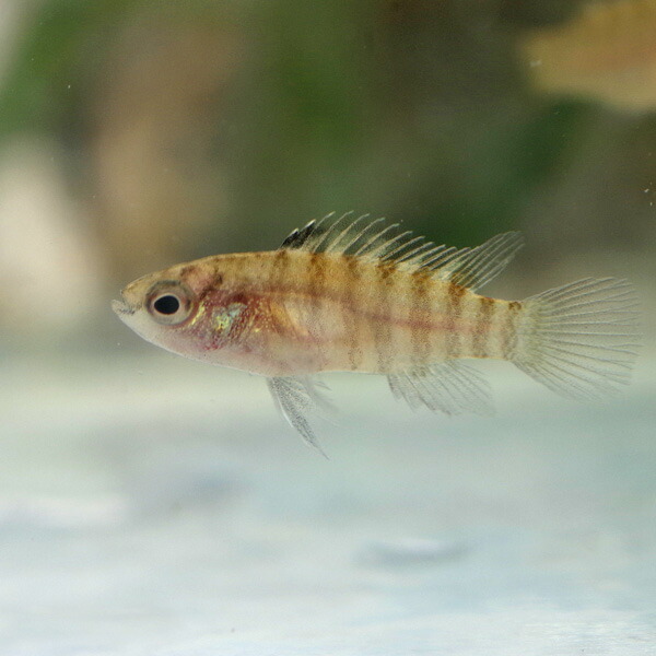 【楽天市場】(熱帯魚)バジス ルバー Badis ruber (約1-1.5cm）（5匹）：ネオス 楽天市場店