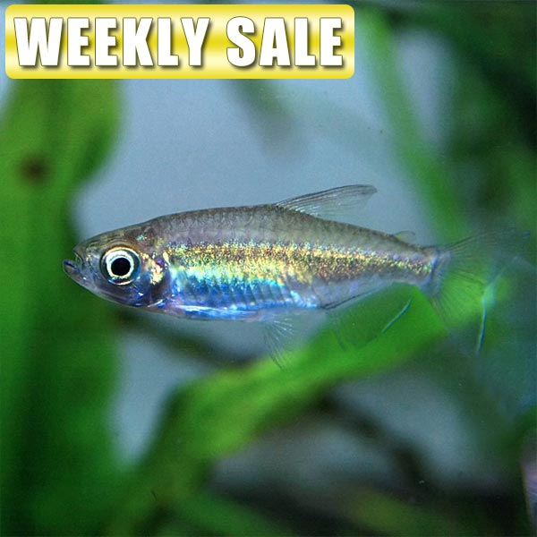 楽天市場】(熱帯魚 生体)( 日替わり限定)クーリーローチ （約４-５cm）（６匹）【水槽/熱帯魚/観賞魚/飼育】【通販/販売】【アクアリウム/あくありうむ】【小型】  : ネオス 楽天市場店