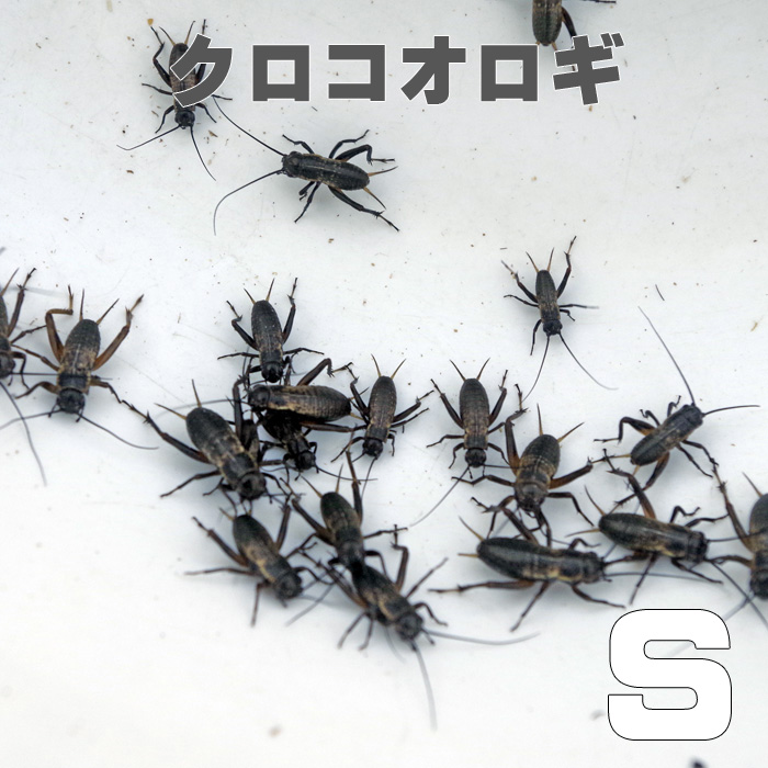 お取り寄せ 3 4営業日 餌昆虫 黒コオロギ クロコオロギ Sサイズ 1000匹 代引き不可 冬季航空便地域発送不可 活餌 爬虫類 両生類 小動物 Cdm Co Mz