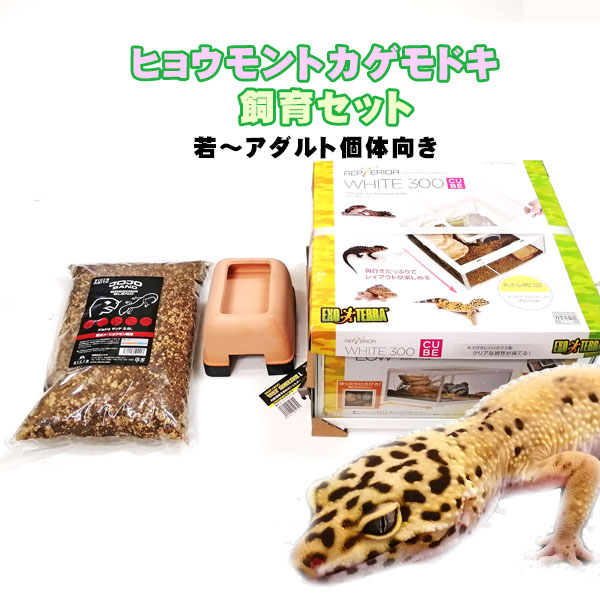 2022発売 □フトアゴヒゲトカゲ飼育セット （９０ｃｍケージ対応