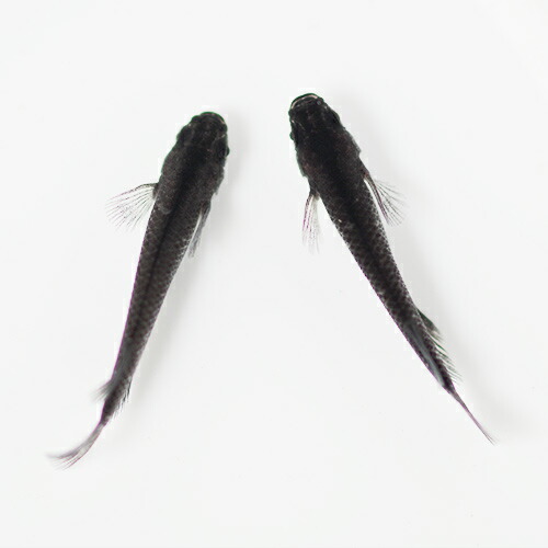 日淡 ブラックダイヤメダカ 約２ ３cm ３匹 定期入れの