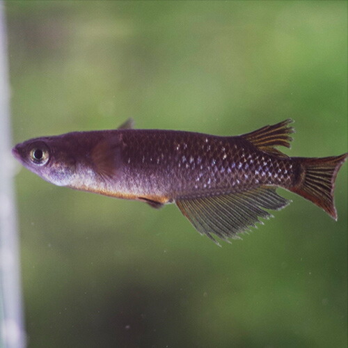 日淡 ブラックダイヤメダカ 約２ ３cm ３匹 定期入れの