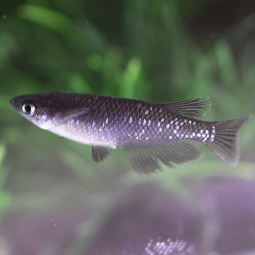 日淡 ブラックダイヤメダカ 約２ ３cm ３匹 定期入れの