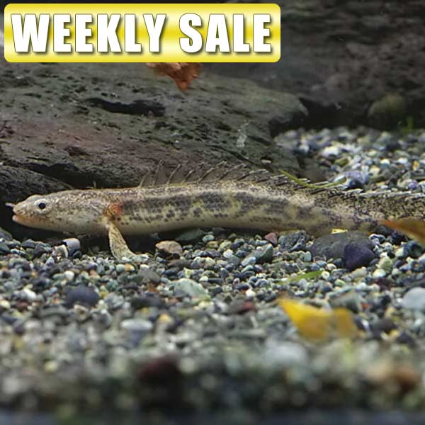 楽天市場】(熱帯魚 生体)( 日替わり限定)クーリーローチ （約４-５cm）（６匹）【水槽/熱帯魚/観賞魚/飼育】【通販/販売】【アクアリウム/あくありうむ】【小型】  : ネオス 楽天市場店