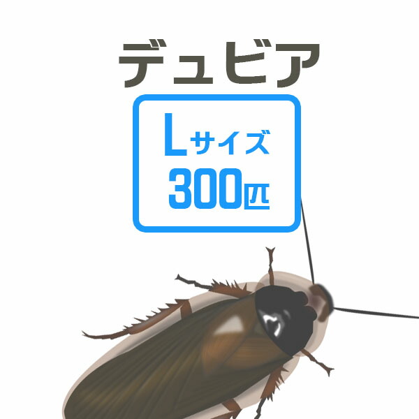 お取り寄せ 3 4営業日 餌昆虫 デュビアl 300匹 豊富な400種以上 代引き不可 冬季航空便地域発送不可 活餌 爬虫類 両生類 小動物 ネオス お勧め餌昆虫 5万匹以上の生体が揃っています 生体 店