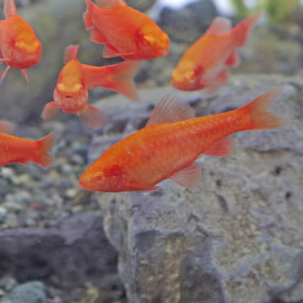 熱帯魚 生体 アルビノチェリーバルブ ビビッドレッド 約３cm 6匹 【SALE／58%OFF】