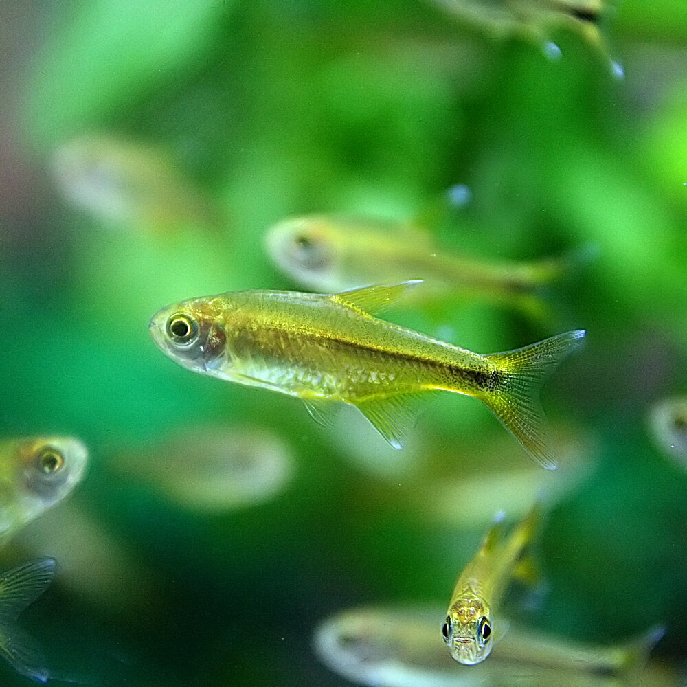 楽天市場 熱帯魚 生体 ハセマニア シルバーチップ 約３cm １０匹 水槽 熱帯魚 観賞魚 飼育 生体 通販 販売 アクアリウム あくありうむ ネオス 楽天市場店