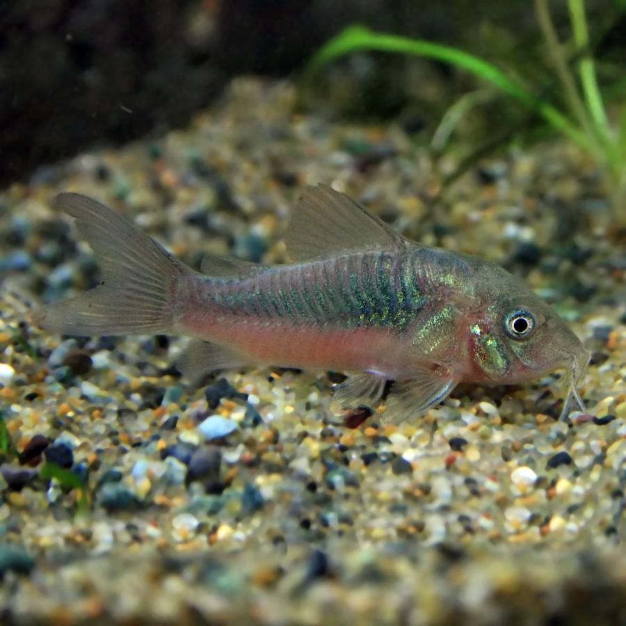 楽天市場】(スーパーセール)(熱帯魚 生体)コリドラス パンダ【ブリード】 （約２cm）（６匹） : ネオス 楽天市場店