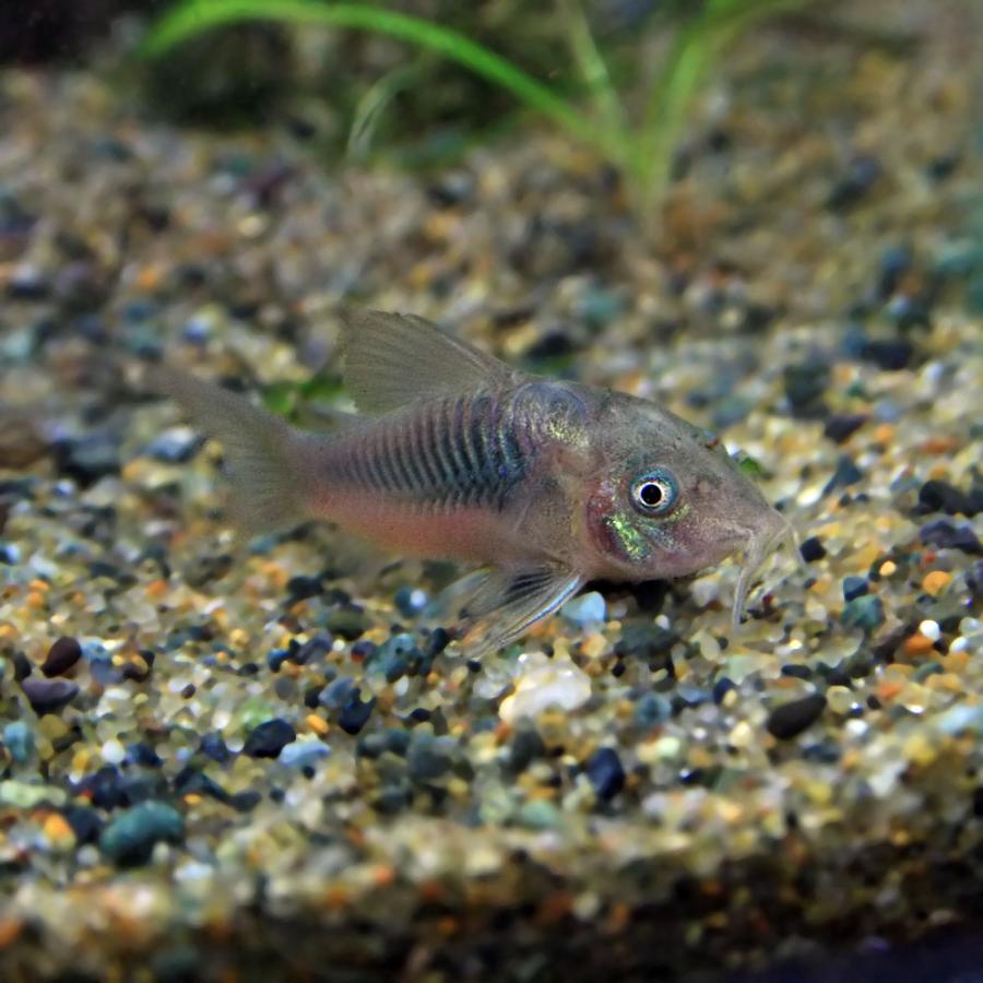 売れ筋アイテムラン 熱帯魚 コリドラス アエネウス ３匹 アルビノ 北海道 九州航空便要保温