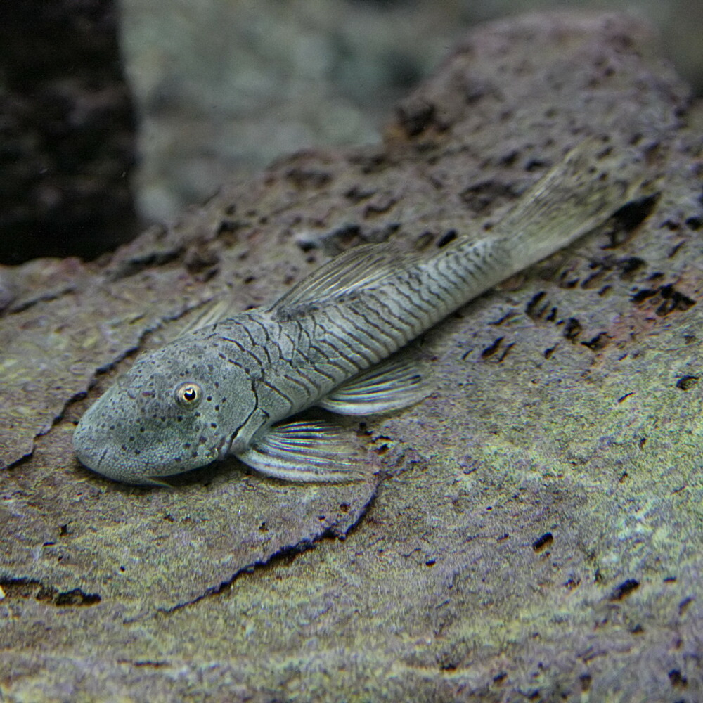 楽天市場 熱帯魚 プレコ ブロンズプレコ 約５cm １匹 水槽 熱帯魚 観賞魚 飼育 生体 通販 販売 アクアリウム あくありうむ ネオス 楽天市場店