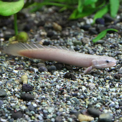 楽天市場】(熱帯魚 生体)ポリプテルス セネガルス （約４-５cm）（１０匹）【水槽/熱帯魚/観賞魚/飼育】【生体】【通販/販売】【アクアリウム/あくありうむ】【小型】  : ネオス 楽天市場店