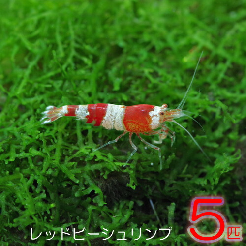 楽天市場 エビ レッドビーシュリンプ 約１cm ５匹 水槽 熱帯魚 観賞魚 飼育 生体 通販 販売 アクアリウム あくありうむ ネオス 楽天市場店