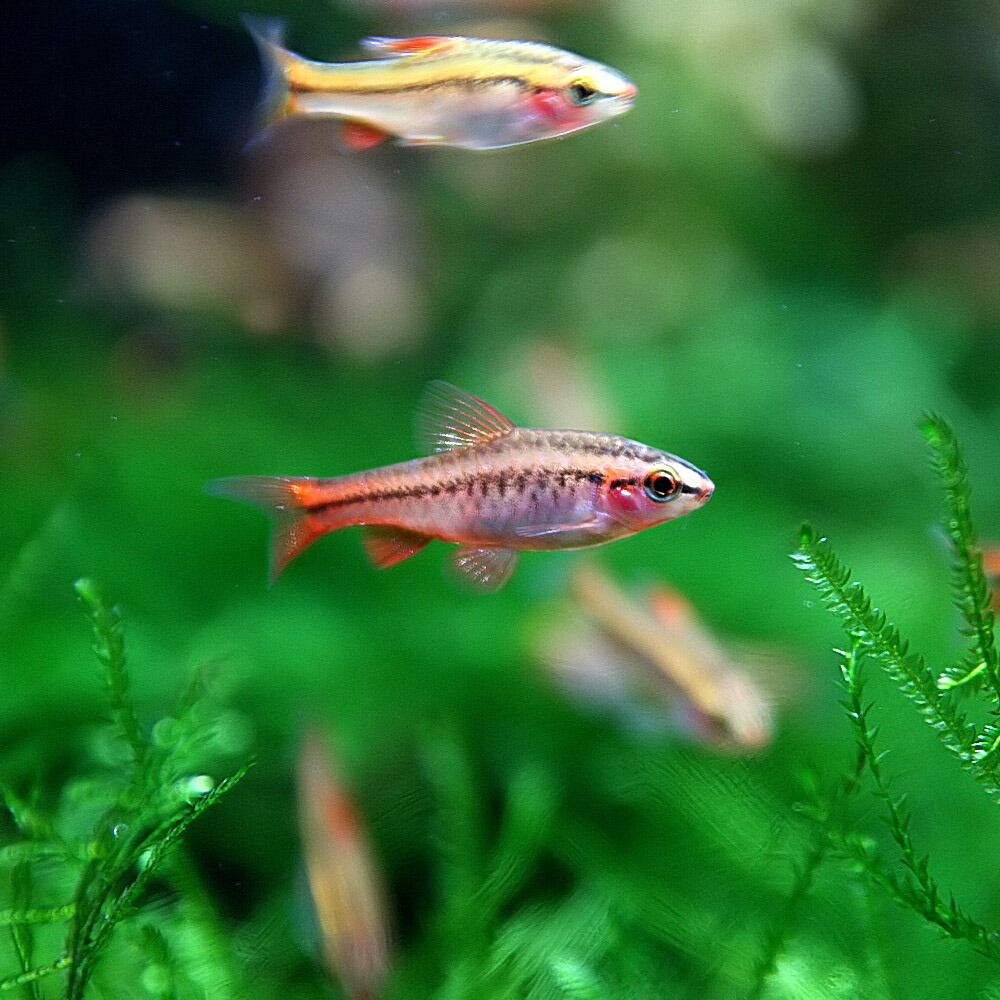 楽天市場 熱帯魚 生体 チェリーバルブ 約１ ５ ２cm ５匹 ねったいぎょ 水槽 熱帯魚 観賞魚 飼育 生体 通販 販売 アクアリウム あくありうむ ネオス 楽天市場店