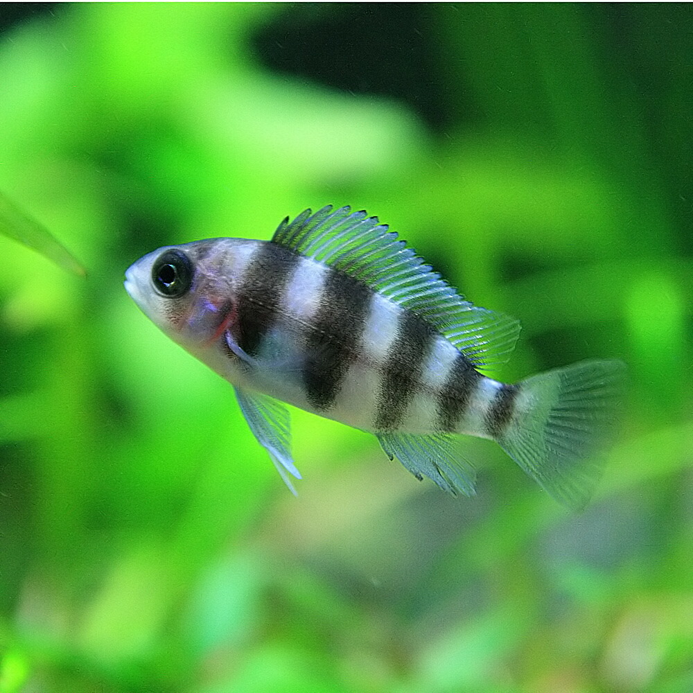 楽天市場 熱帯魚 生体 キフォテラピア フロントーサ ブルンディー 約3cm 1匹 水槽 熱帯魚 観賞魚 飼育 生体 通販 販売 アクアリウム あくありうむ ネオス 楽天市場店 楽天市場 熱帯魚 生体 キフォテラピア フロントーサ ブルンディー 約3cm 1匹 水槽 熱帯魚 観賞魚 飼育 生体 通販 販売 アクアリウム あくありうむ ネオス 楽天市場店