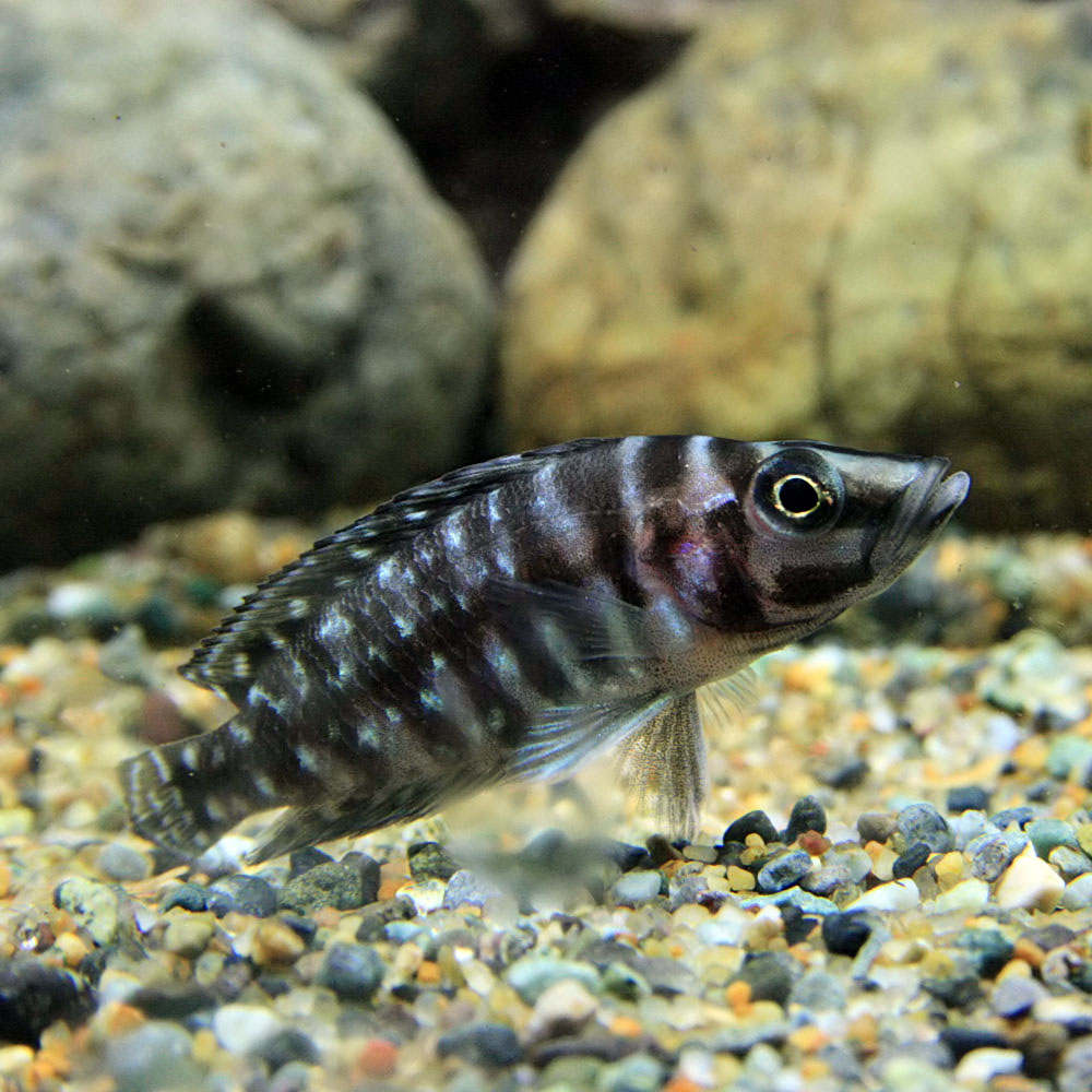 楽天市場 熱帯魚 生体 アルトランプロログス カルバスブラック 約４cm １匹 水槽 熱帯魚 観賞魚 飼育 生体 通販 販売 アクアリウム あくありうむ ネオス 楽天市場店
