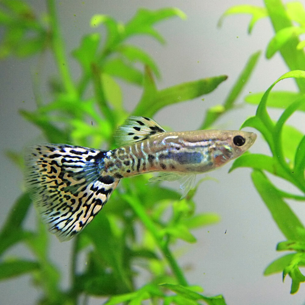 楽天市場 熱帯魚 生体 キングコブラグッピー 国産 約３cm １ペア 水槽 熱帯魚 観賞魚 飼育 生体 通販 販売 アクアリウム あくありうむ ネオス 楽天市場店