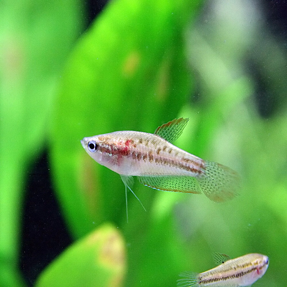 楽天市場 熱帯魚 生体 ピグミーグラミー 約２cm ３匹 水槽 熱帯魚 観賞魚 飼育 生体 通販 販売 アクアリウム あくありうむ ネオス 楽天市場店