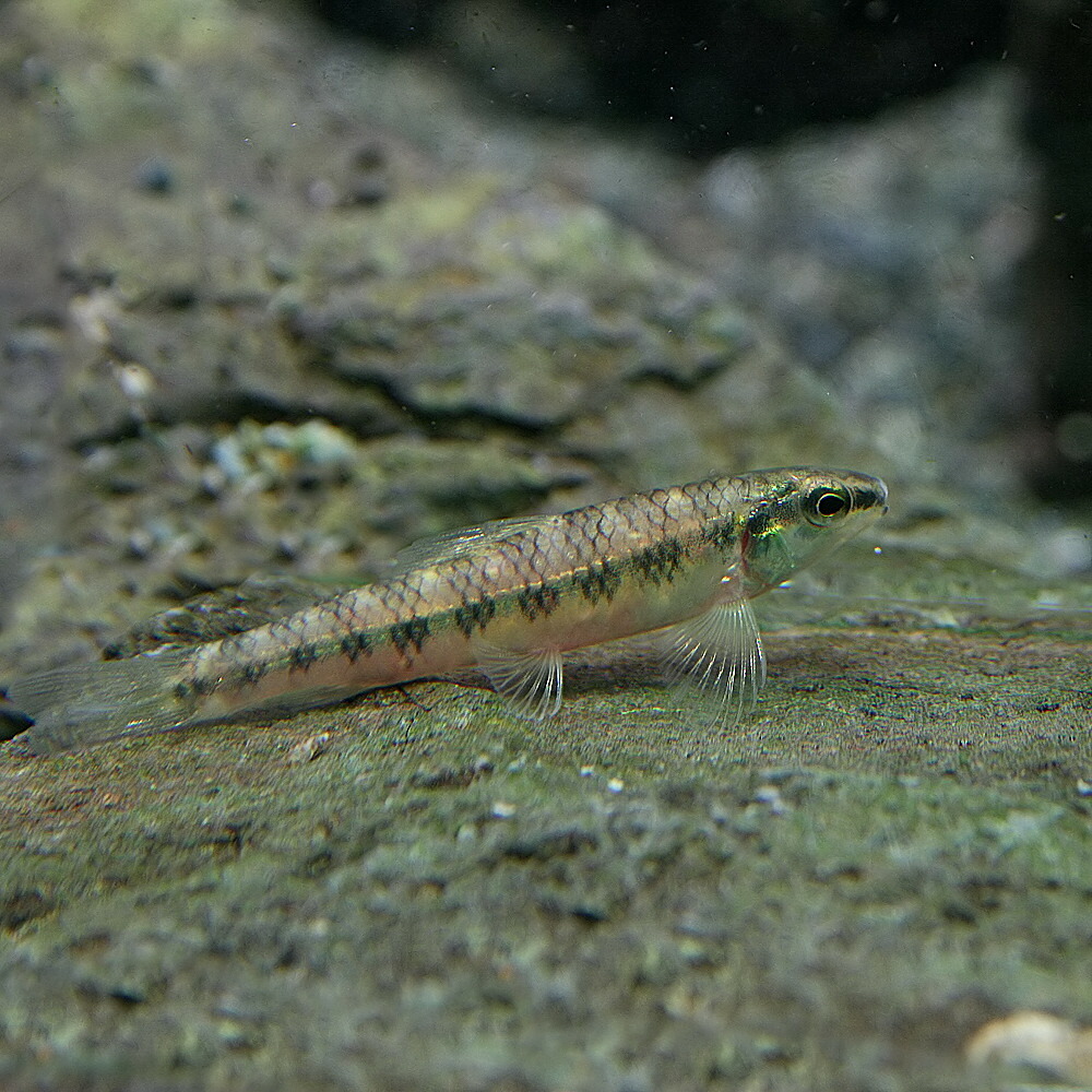 楽天市場 熱帯魚 生体 ダータテトラ 約３ ４cm ３匹 水槽 熱帯魚 観賞魚 飼育 生体 通販 販売 アクアリウム あくありうむ ネオス 楽天市場店