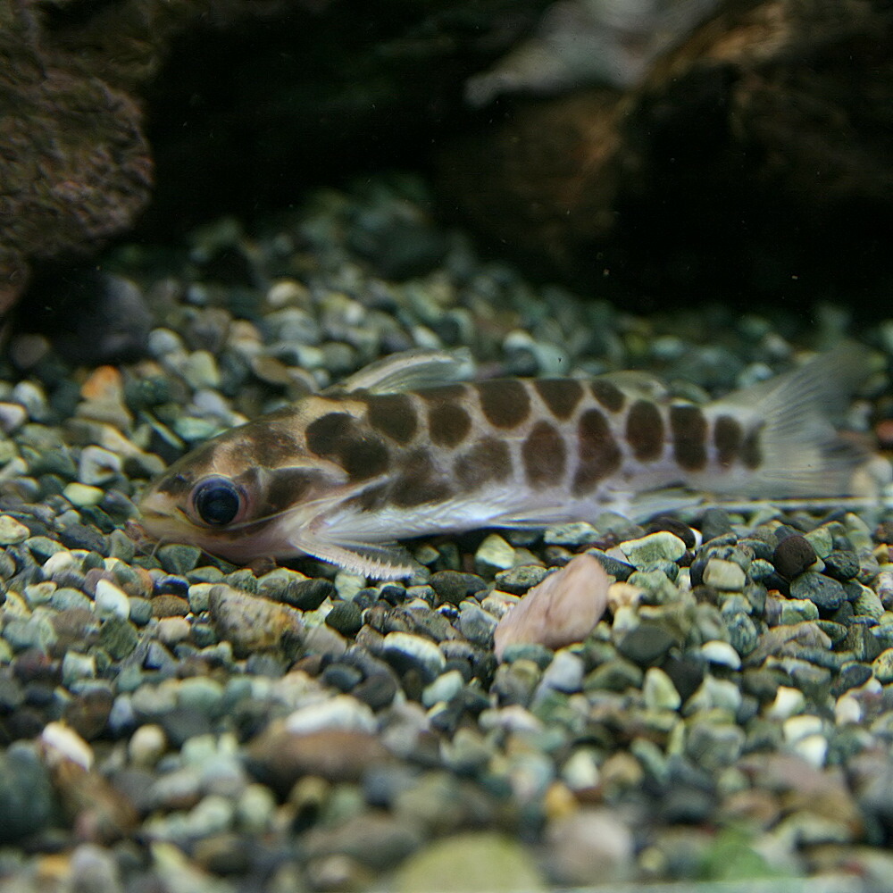 楽天市場 熱帯魚 生体 レオパードタティア 約2 3cm １匹 水槽 熱帯魚 観賞魚 飼育 生体 通販 販売 アクアリウム あくありうむ ネオス 楽天市場店