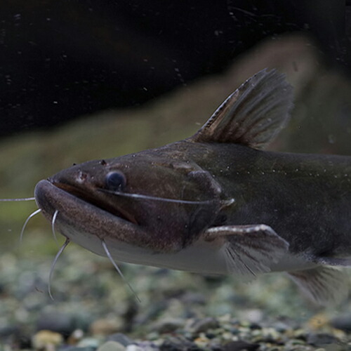 魅力的な珍ナマズ ラクーポン利用可 熱帯魚 熱帯魚 バトラクスキャット 約7cm １匹 生体 豊富な400種以上 通販 販売 水槽 熱帯魚 観賞魚 飼育 アクアリウム あくありうむ 生体 バトラクスキャット 約7cm １匹 5万匹以上の生体が