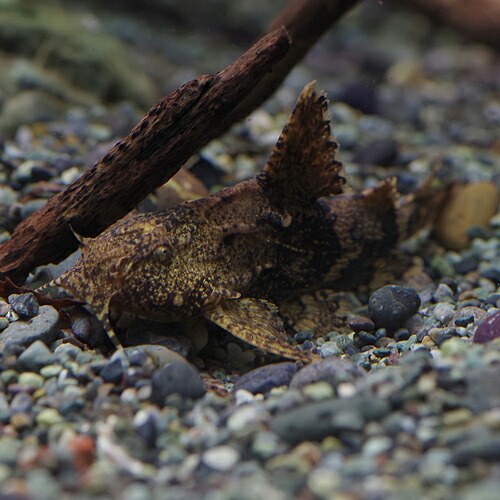 楽天市場 熱帯魚 生体 エレティステス Sp 約４ ５ｃｍ １匹 水槽 熱帯魚 観賞魚 飼育 生体 通販 販売 アクアリウム あくありうむ ネオス 楽天市場店