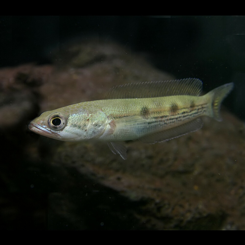 楽天市場 熱帯魚 生体 フラワートーマン 約6cm １匹 水槽 熱帯魚 観賞魚 飼育 生体 通販 販売 アクアリウム あくありうむ ネオス 楽天市場店