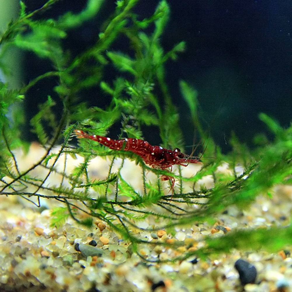 楽天市場 エビ ダイナソーシュリンプ 約１cm ３匹 水槽 熱帯魚 観賞魚 飼育 生体 通販 販売 アクアリウム あくありうむ ネオス 楽天市場店