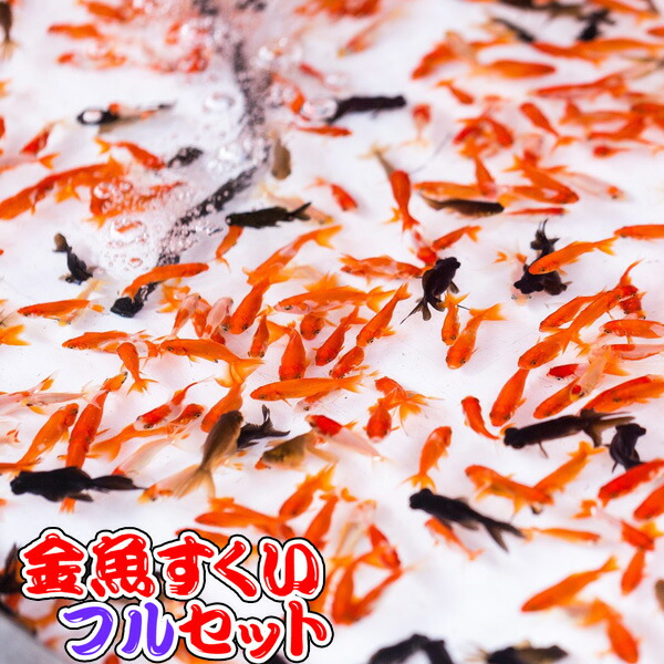 生体 フルセットａ 金魚すくいセット 小規模出店用 きんぎょ 観賞魚 夏祭り 縁日 景品 金魚 お祭り Ksk 代引 銀行振込 コンビニ決済不可 沖縄県は別途送料が発生致します 金魚 すくい用品 出目金 縁日 景品 お祭り 子供会 ネオス 店 豊富な400種以上 5万匹