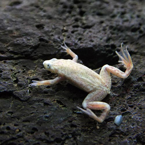 品揃え豊富で 両生類 ゴールデンヒメツメガエル 約2cm 1匹 Knowledgeteameg Com 品揃え豊富で 両生類 ゴールデンヒメツメガエル 約2cm 1匹 Knowledgeteameg Com